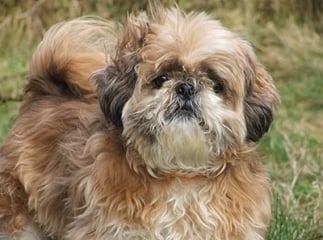 shih-tzu